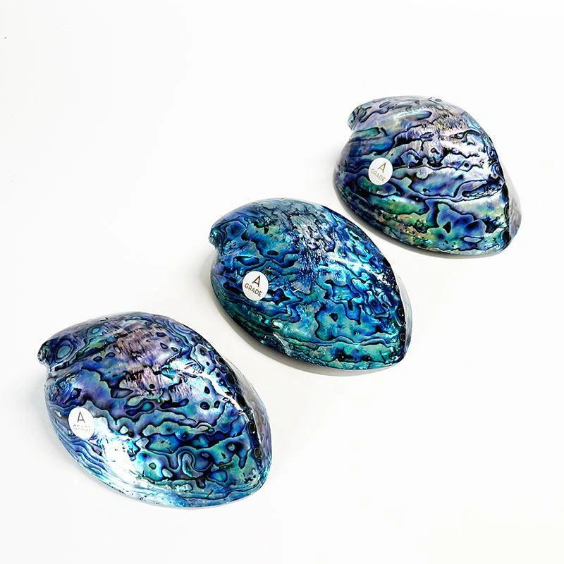 Luxury 12cm NZ Paua Shell – Stunning A-Grade Beauty for Collectors!